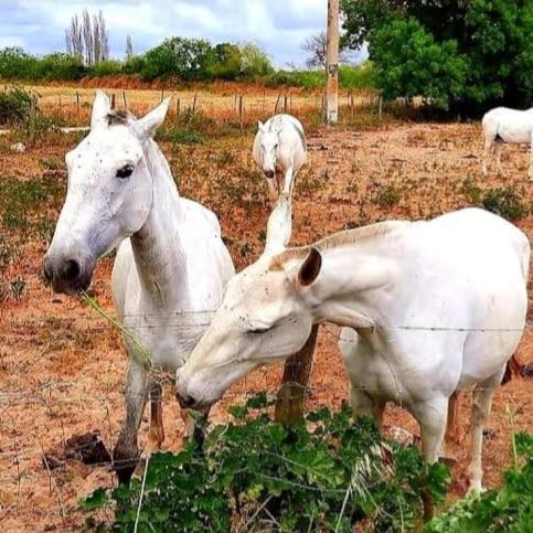 Quinta Marinhais Para Ferias No Ribatejo Luaran gambar