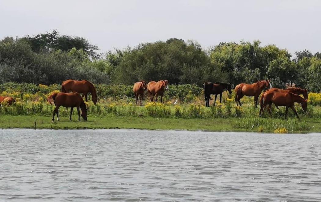 Quinta Marinhais Para Ferias No Ribatejo Luaran gambar
