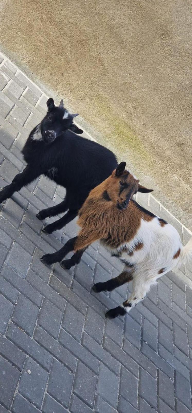 Quinta Marinhais Para Ferias No Ribatejo Luaran gambar